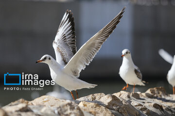 Migratory Gulls in Iran's Shiraz