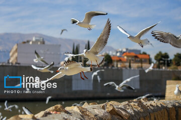 Migratory Gulls in Iran's Shiraz