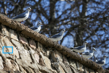 Migratory Gulls in Iran's Shiraz