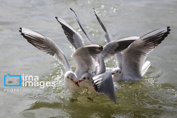 Migratory Gulls in Iran's Shiraz