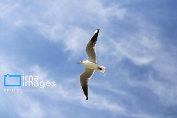 Migratory Gulls in Iran's Shiraz