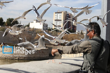 Migratory Gulls in Iran's Shiraz