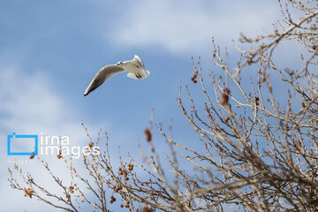 Migratory Gulls in Iran's Shiraz