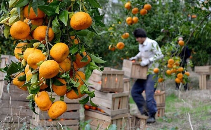 سهم ۲۵ درصدی ساری در صادرات مرکبات از مازندران