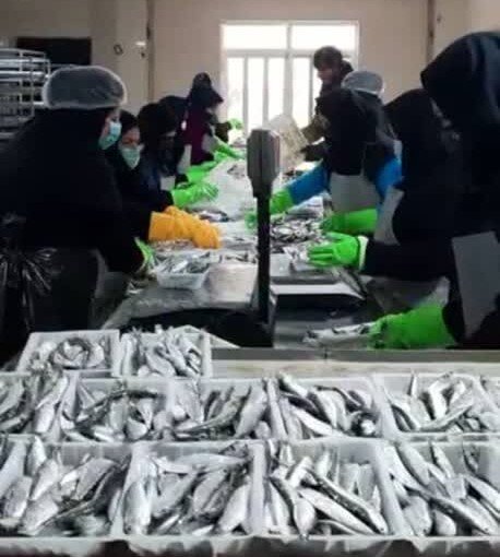 صنایع شیلاتی پیشرو در گیلان؛ از ضرورت حمایت تا فرهنگسازی