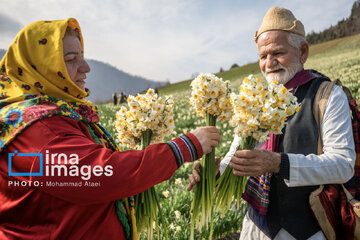 Narcissus harvest in northern Iran