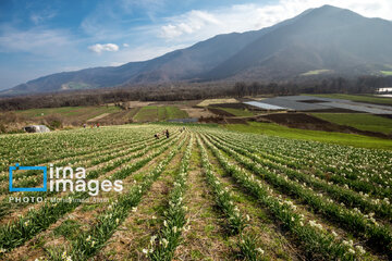 Narcissus harvest in northern Iran