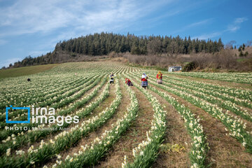 Narcissus harvest in northern Iran