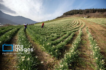 Narcissus harvest in northern Iran