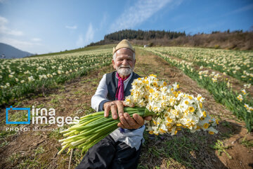 Narcissus harvest in northern Iran