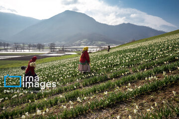 Narcissus harvest in northern Iran