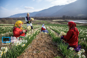 Narcissus harvest in northern Iran