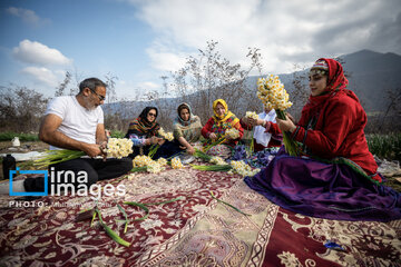 Narcissus harvest in northern Iran