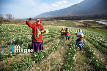 Narcissus harvest in northern Iran