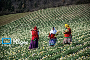 Narcissus harvest in northern Iran