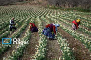 Narcissus harvest in northern Iran