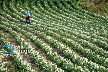 Narcissus harvest in northern Iran