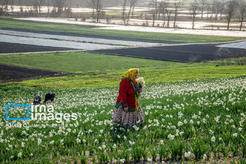 Narcissus harvest in northern Iran