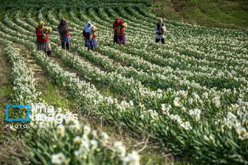 Narcissus harvest in northern Iran