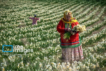 Narcissus harvest in northern Iran