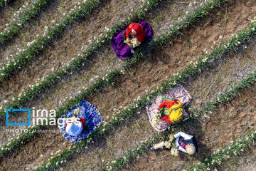 Narcissus harvest in northern Iran