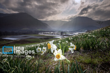 Narcissus harvest in northern Iran