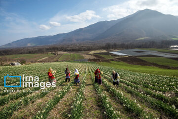 Narcissus harvest in northern Iran