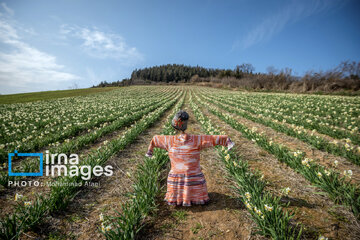 Narcissus harvest in northern Iran