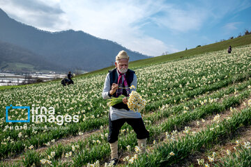 Narcissus harvest in northern Iran