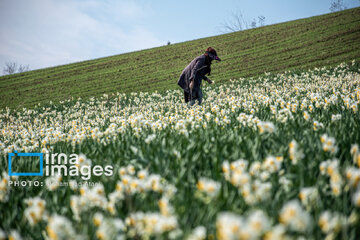 Narcissus harvest in northern Iran