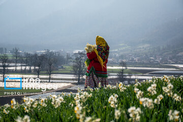 Narcissus harvest in northern Iran