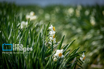 Narcissus harvest in northern Iran