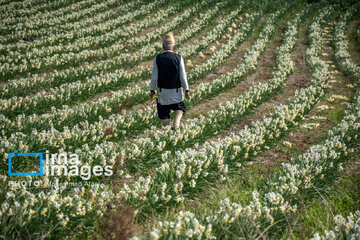 Narcissus harvest in northern Iran