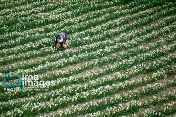 Narcissus harvest in northern Iran