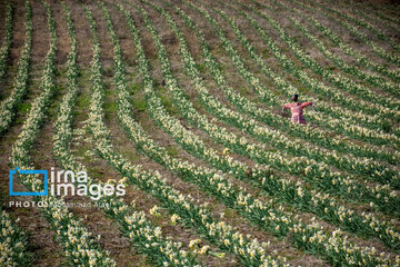 Narcissus harvest in northern Iran