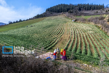 Narcissus harvest in northern Iran