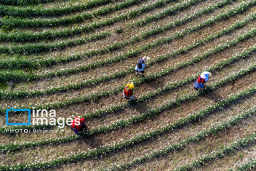 Narcissus harvest in northern Iran