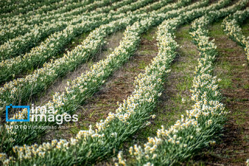 Narcissus harvest in northern Iran