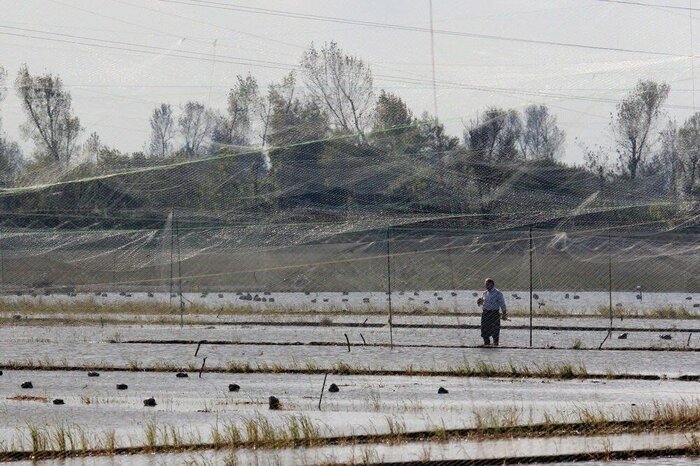 پنج شکارچی پرندگان مهاجر در مازندران دستگیر شدند