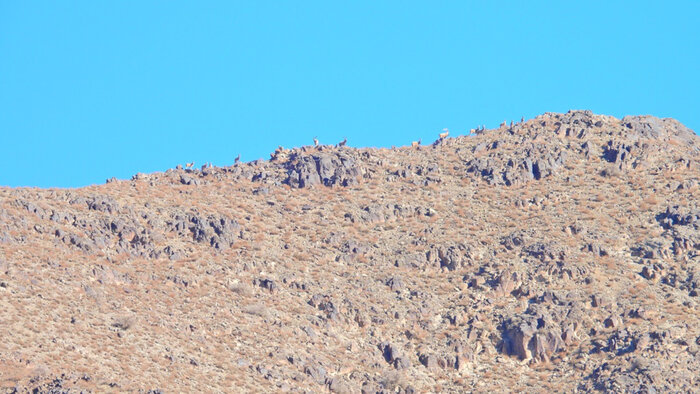 رشد ۱۰ درصدی وحوش شاخص «پناهگاه حیات وحش یخاب» آران و بیدگل 1 رشد ۱۰ درصدی وحوش شاخص «پناهگاه حیات وحش یخاب» آران و بیدگل