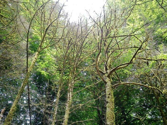۴۰ میلیون درخت شمشاد در ۵ سال از بین رفت/ ۶۵ درصد ارتباط مردم با طبیعت با کمک زنان ۴۰ میلیون درخت شمشاد در ۵ سال از بین رفت/ ۶۵ درصد ارتباط مردم با طبیعت با کمک زنان
