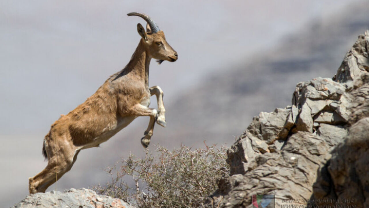 رشد ۱۰ درصدی وحوش شاخص «پناهگاه حیات وحش یخاب» آران و بیدگل رشد ۱۰ درصدی وحوش شاخص «پناهگاه حیات وحش یخاب» آران و بیدگل