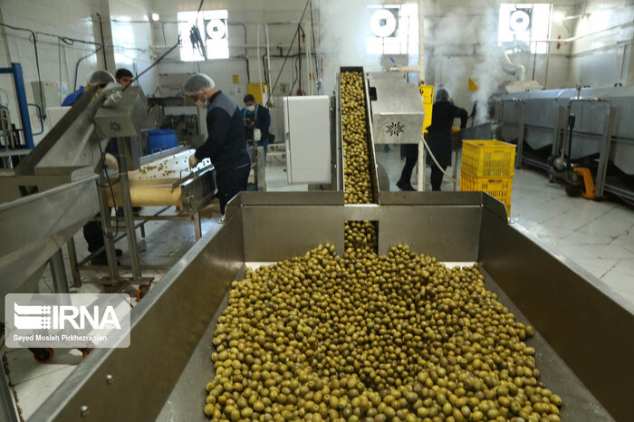 سهم اندک طلای سبز طارم در سبد صادرات غیرنفتی