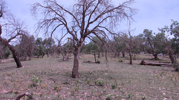 جدال جنگل‌ برای جلوگیری از جدایی با حیات خویش