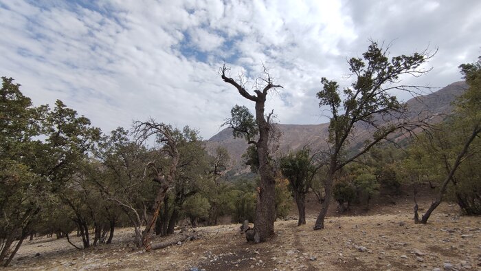 جدال جنگل‌ برای جلوگیری از جدایی با حیات خویش