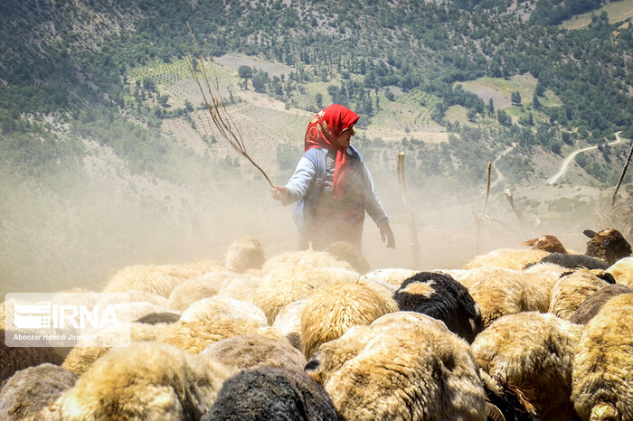 عشایر خراسان رضوی، جهادگران تولید در سایه نجابت و سختکوشی