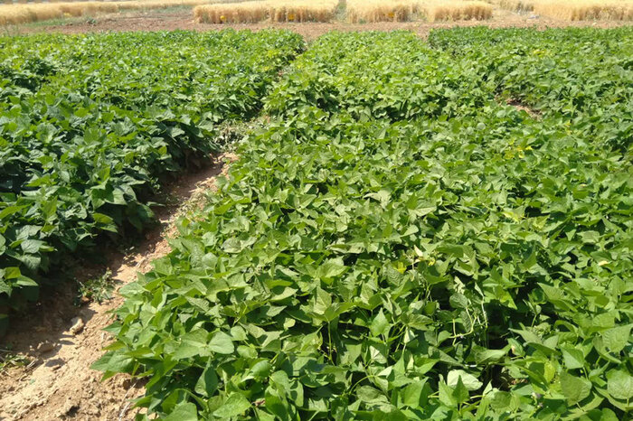 لوبیا قرمز «حنا»، گونهای مناسب برای کشت در شرایط کمآبی