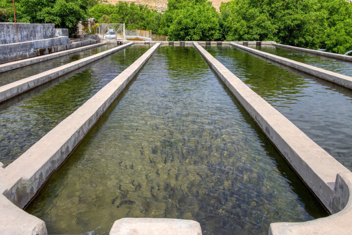 چشم‌انداز روشن پرورش مرواید سیاه در کهگیلویه و بویراحمد