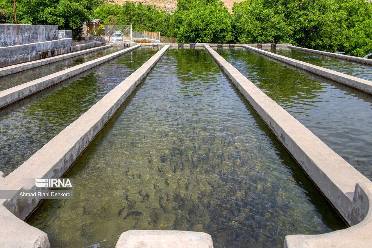 خط اعتبار ویژه شیلات بوشهر برای پرورش ماهی در استخرهای کشاورزی خط اعتبار ویژه شیلات بوشهر برای پرورش ماهی در استخرهای کشاورزی