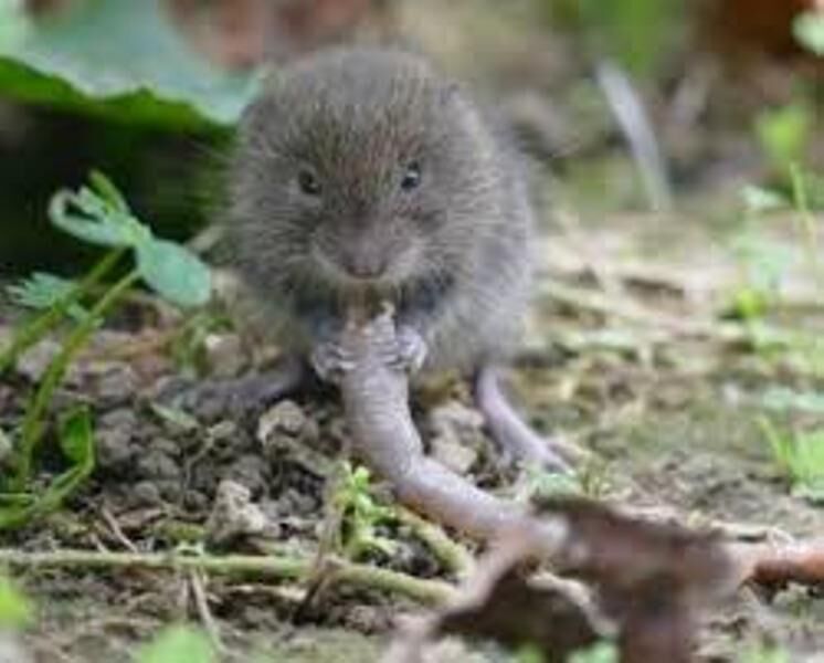 ازدیاد جمعیت موشها باغها و کشتزارهای بوشهر را تهدید میکند ازدیاد جمعیت موشها باغها و کشتزارهای بوشهر را تهدید میکند